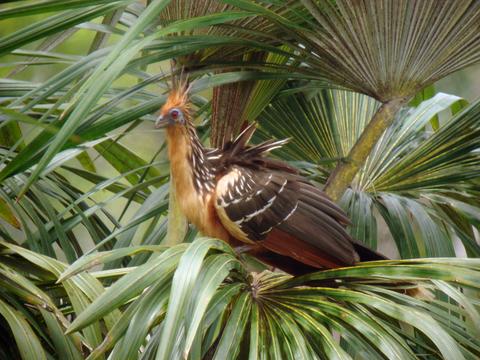这些奇特生物你们见过吗,这些神奇的生物你都见过么