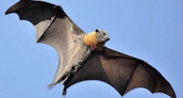 这些奇特生物你们见过吗,这些神奇的生物你都见过么