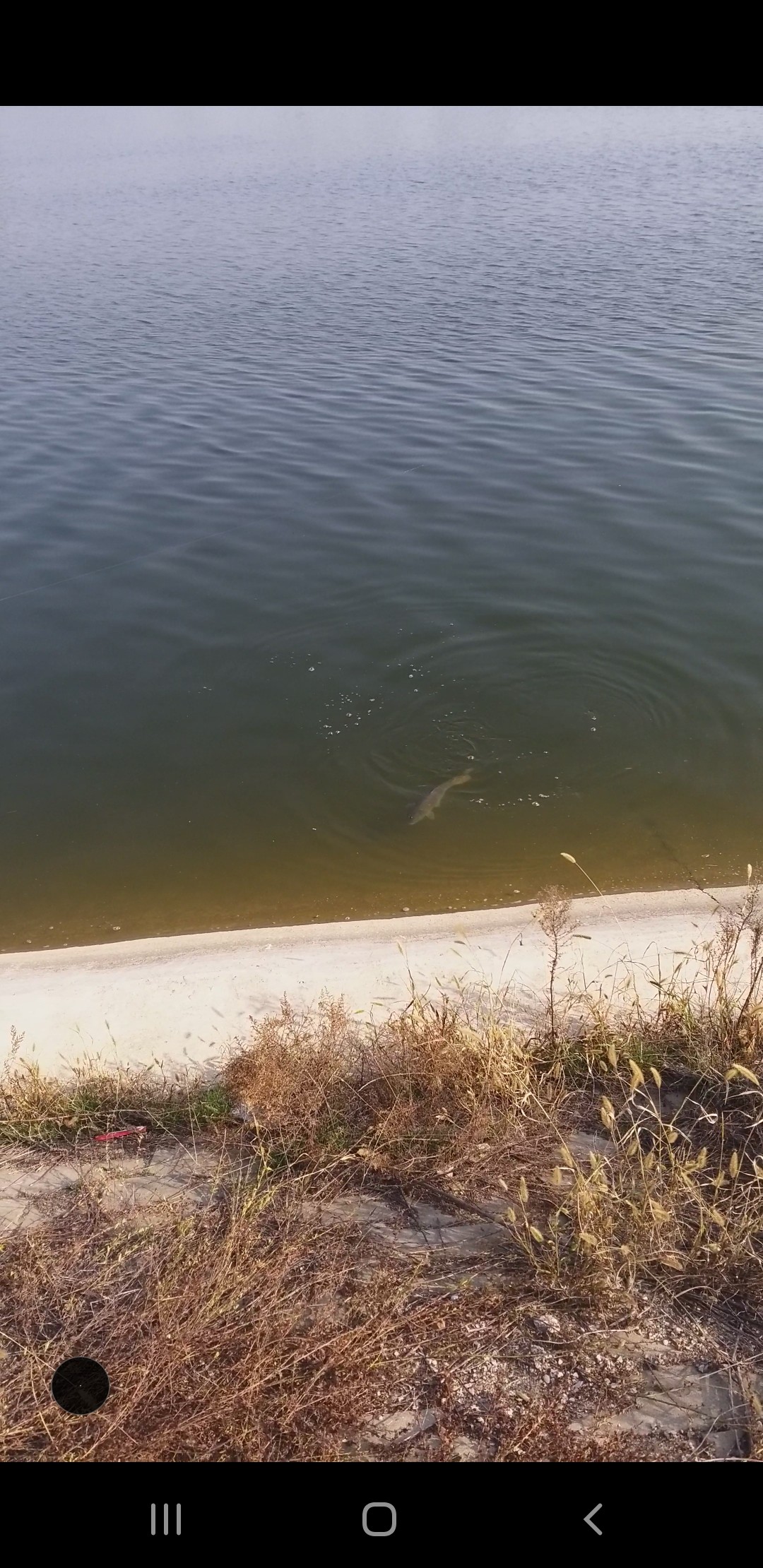 钓鲤鱼选位技巧,钓鲤鱼掐饵手法