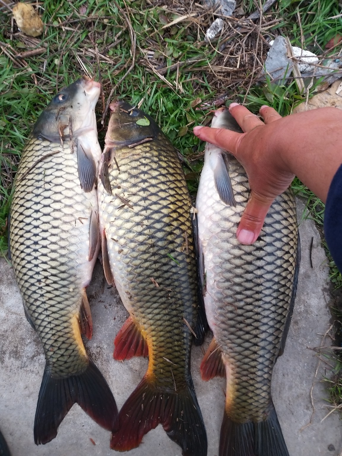 钓鲤鱼选位技巧,钓鲤鱼掐饵手法