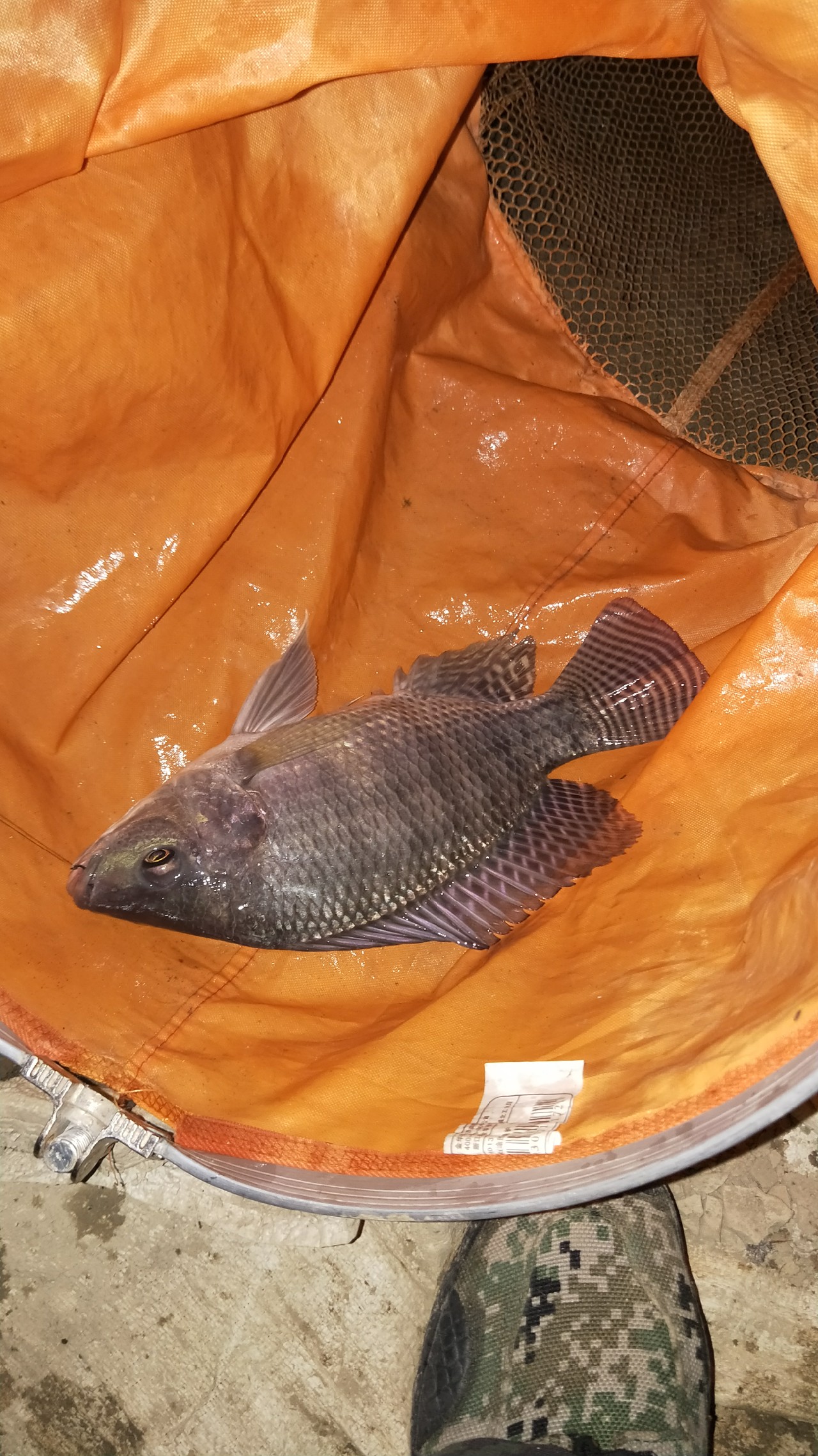 有用过老鬼饵料烧手的吗,用老鬼的饵料烧手怎么办