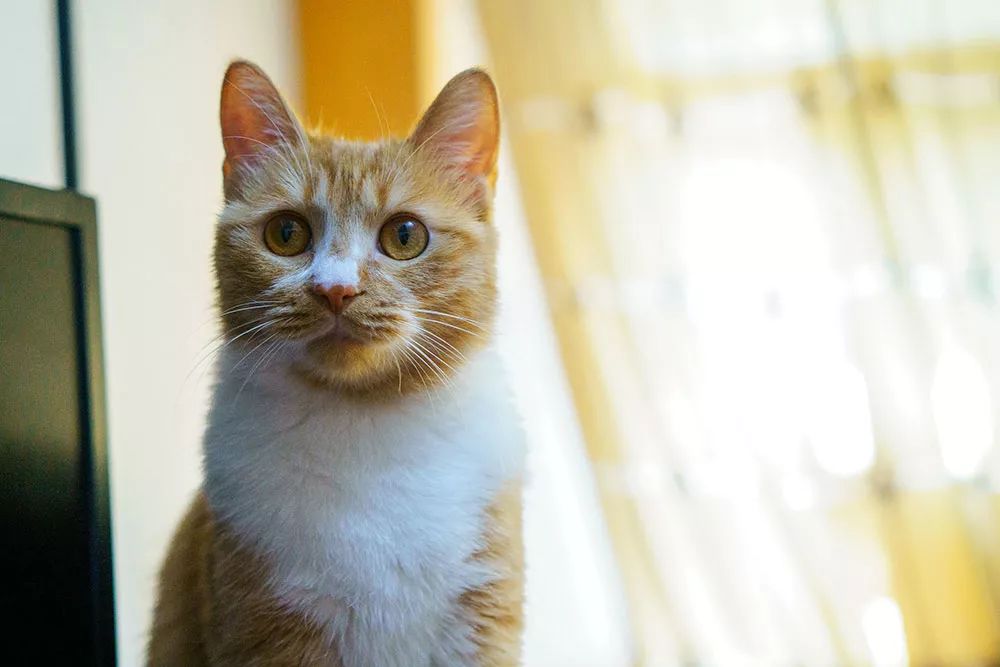 索尼alpha6100l测评,索尼新品相机阿尔法6100