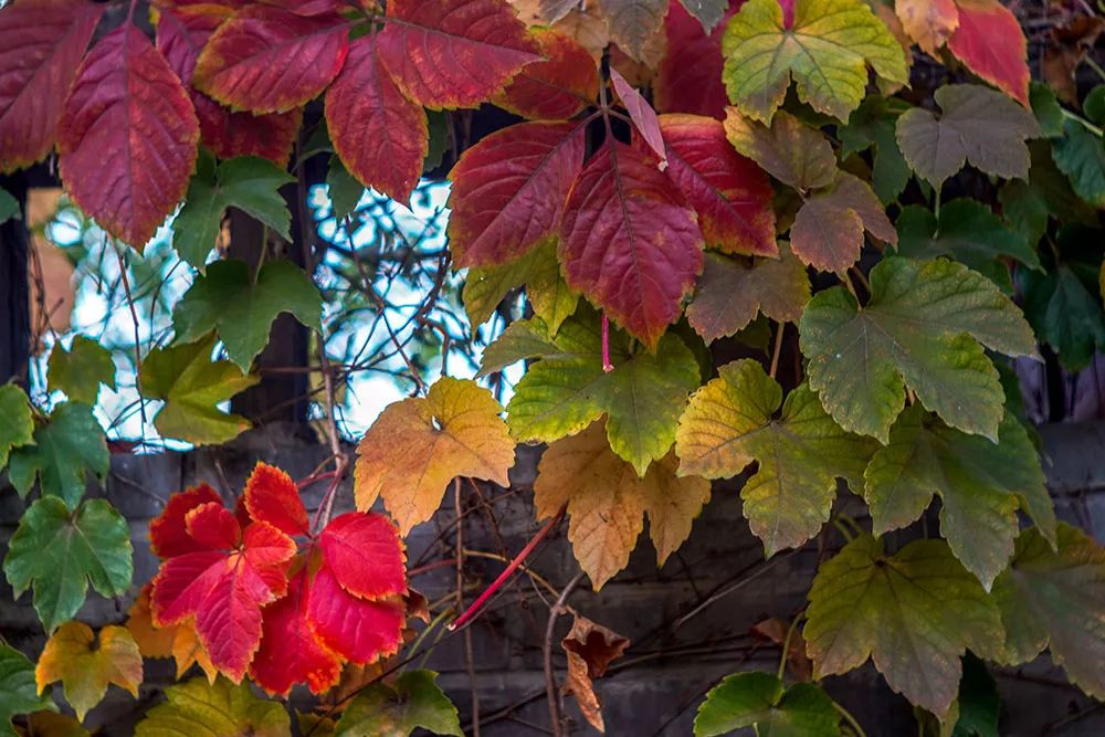 索尼alpha6100l测评,索尼新品相机阿尔法6100