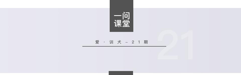 狗狗不定点排便怎么办,狗狗定点排便剂怎么用