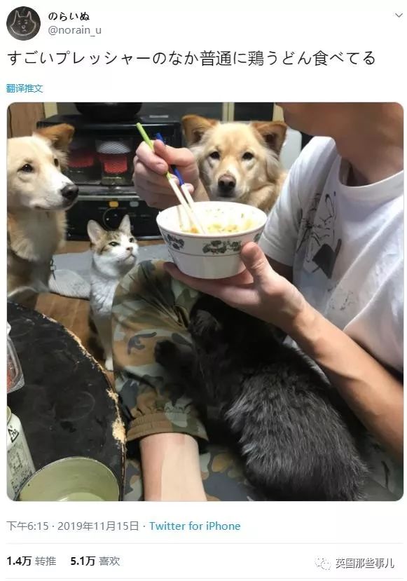 喵星人吃起来真香看的都想吃一口 (喂喵星人吃饭一副生无可恋的表情)