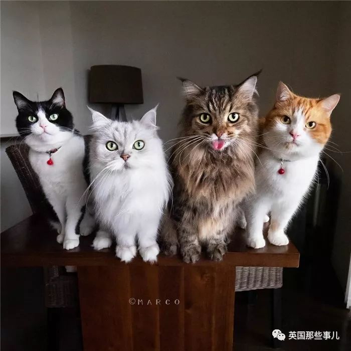 喵星人吃起来真香看的都想吃一口 (喂喵星人吃饭一副生无可恋的表情)