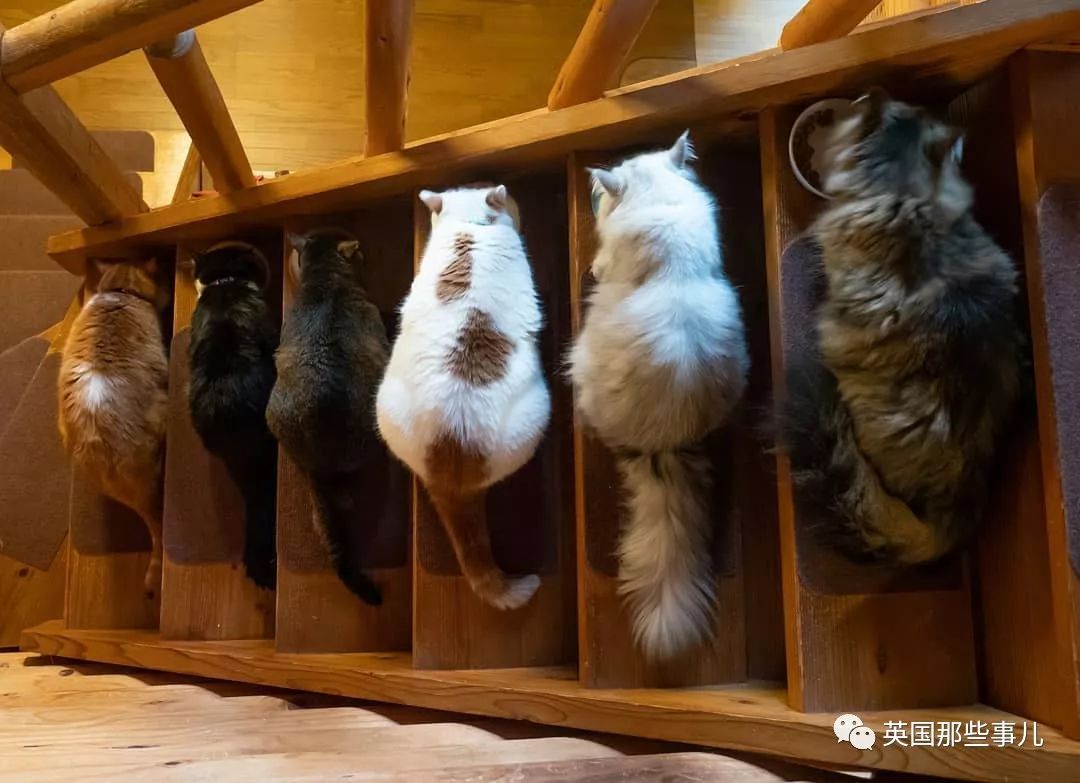 喵星人吃起来真香看的都想吃一口 (喂喵星人吃饭一副生无可恋的表情)