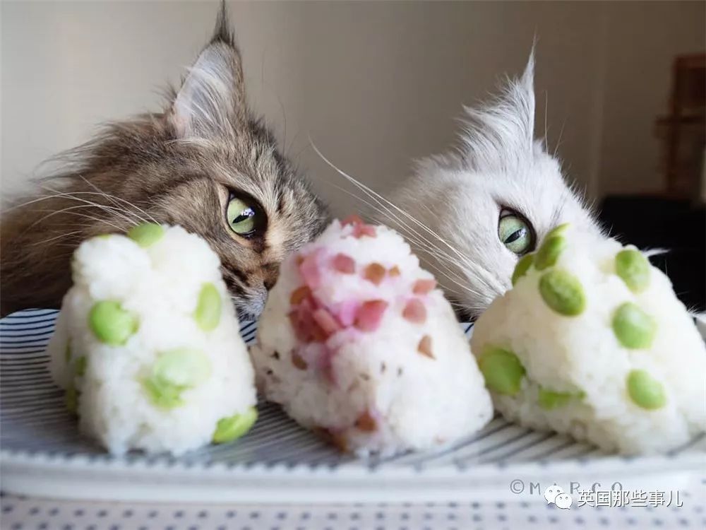 喵星人吃起来真香看的都想吃一口 (喂喵星人吃饭一副生无可恋的表情)