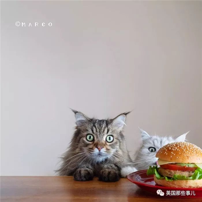 喵星人吃起来真香看的都想吃一口 (喂喵星人吃饭一副生无可恋的表情)