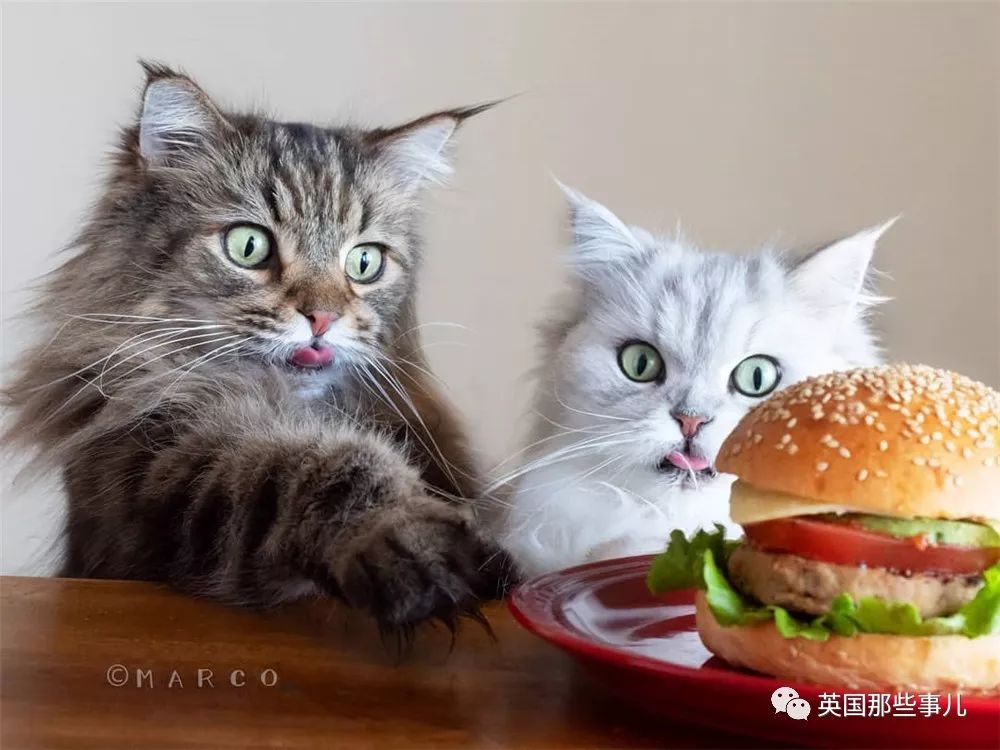 喵星人吃起来真香看的都想吃一口 (喂喵星人吃饭一副生无可恋的表情)