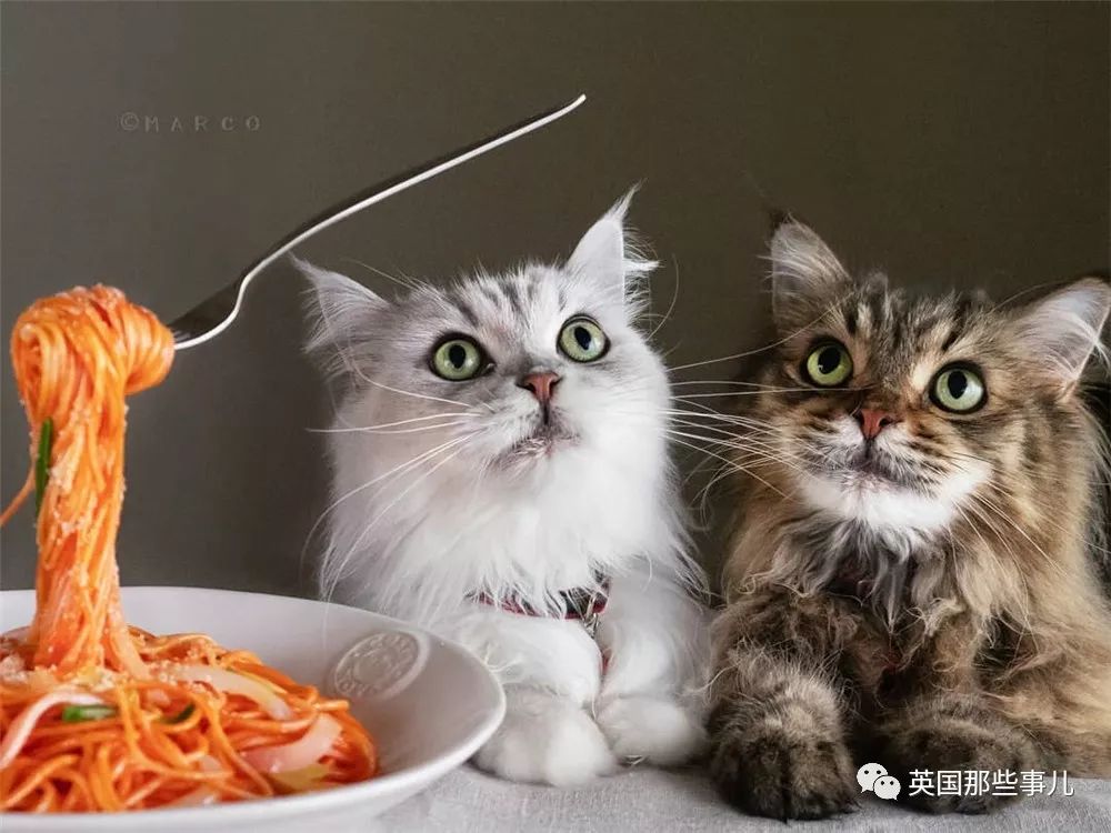 喵星人吃起来真香看的都想吃一口 (喂喵星人吃饭一副生无可恋的表情)