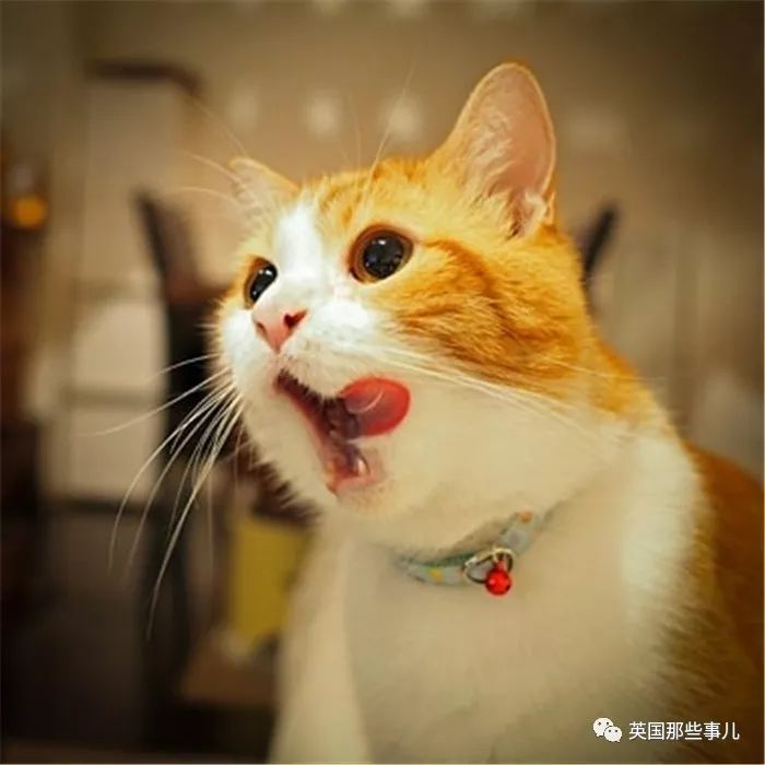 喵星人吃起来真香看的都想吃一口 (喂喵星人吃饭一副生无可恋的表情)