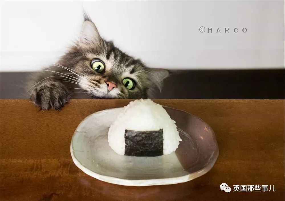 喵星人吃起来真香看的都想吃一口 (喂喵星人吃饭一副生无可恋的表情)