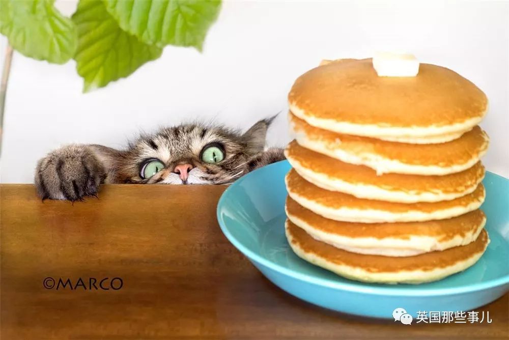 喵星人吃起来真香看的都想吃一口 (喂喵星人吃饭一副生无可恋的表情)