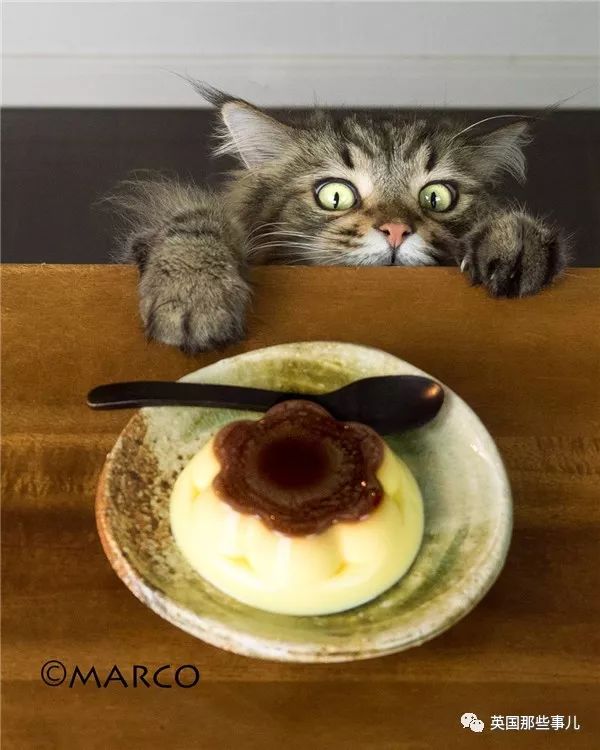 喵星人吃起来真香看的都想吃一口 (喂喵星人吃饭一副生无可恋的表情)