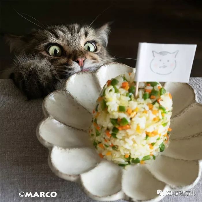 喵星人吃起来真香看的都想吃一口 (喂喵星人吃饭一副生无可恋的表情)