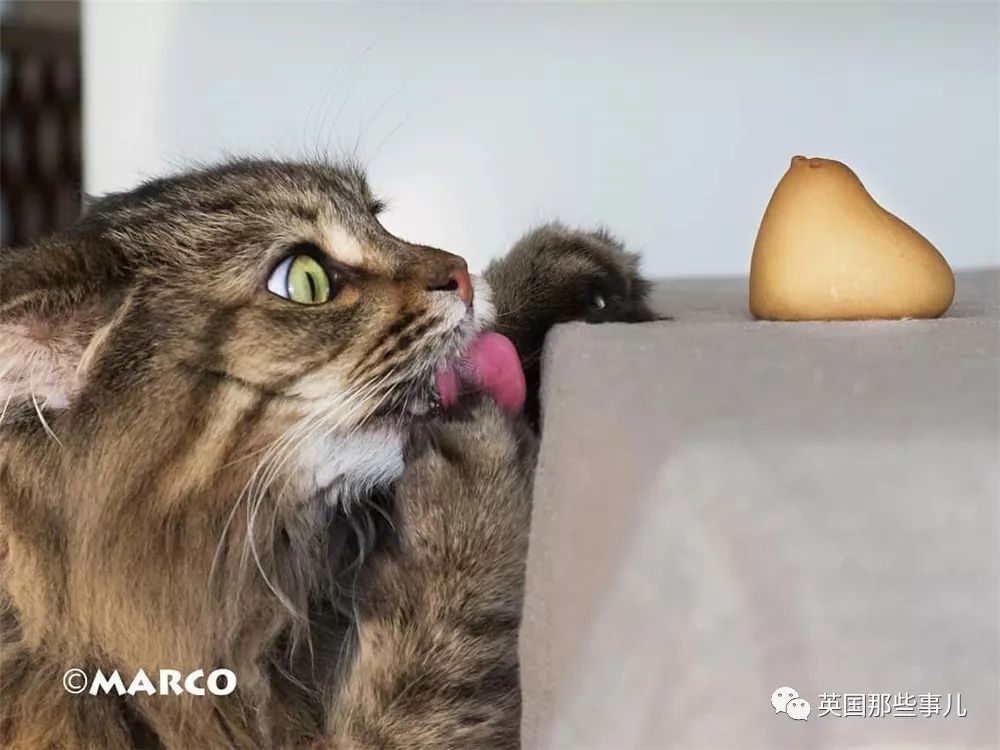 喵星人吃起来真香看的都想吃一口 (喂喵星人吃饭一副生无可恋的表情)