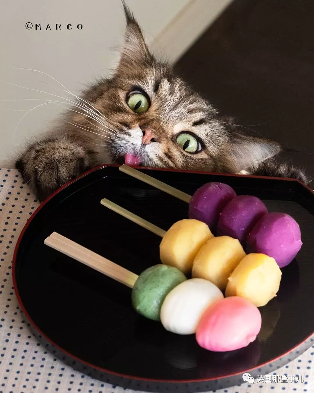 喵星人吃起来真香看的都想吃一口 (喂喵星人吃饭一副生无可恋的表情)