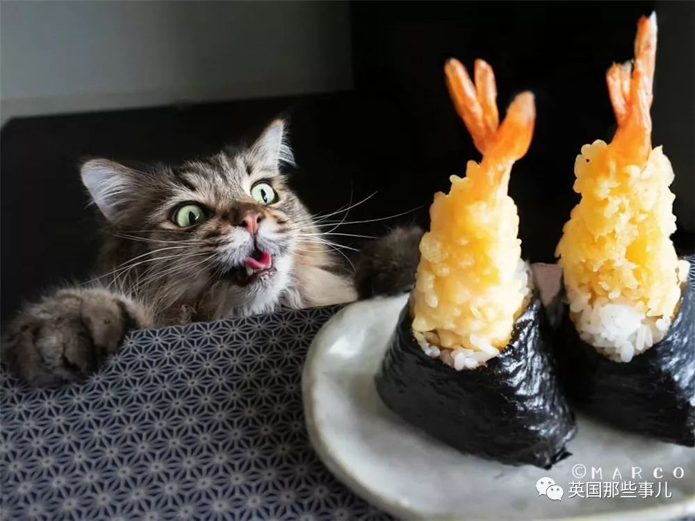 喵星人吃起来真香看的都想吃一口 (喂喵星人吃饭一副生无可恋的表情)