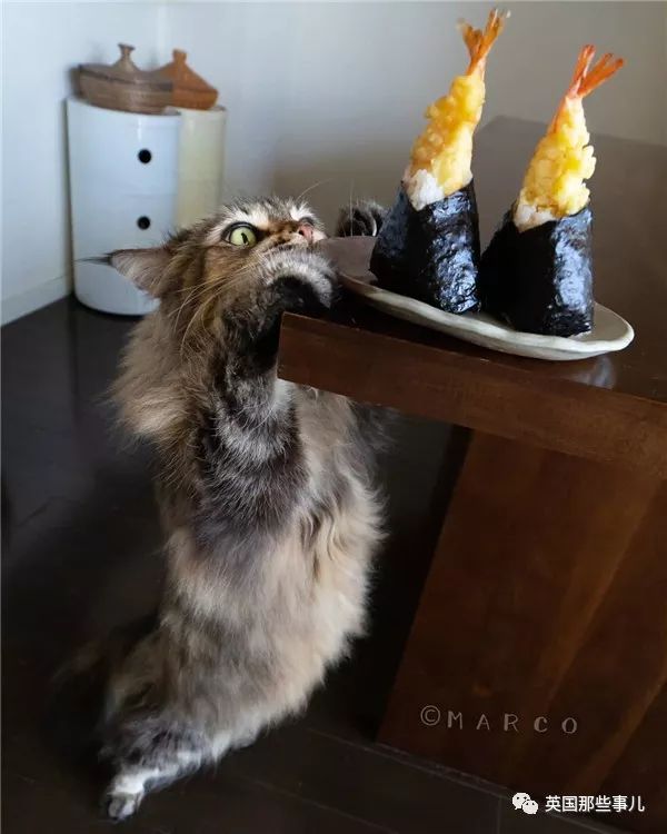 喵星人吃起来真香看的都想吃一口 (喂喵星人吃饭一副生无可恋的表情)