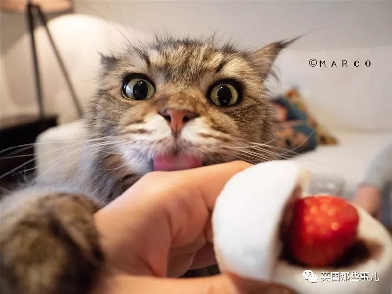 喵星人吃起来真香看的都想吃一口 (喂喵星人吃饭一副生无可恋的表情)