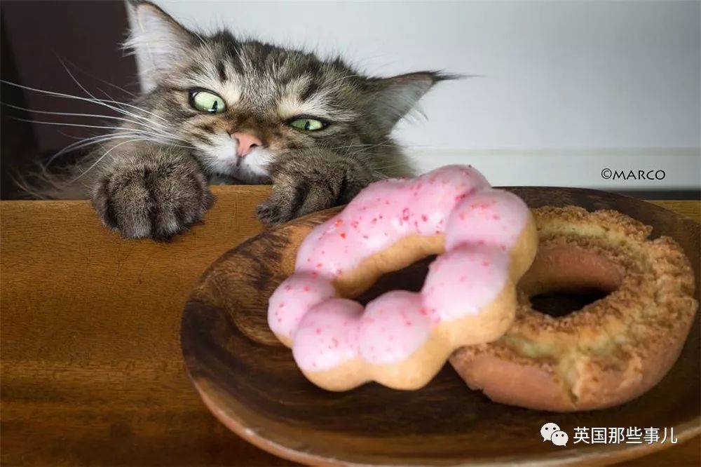 喵星人吃起来真香看的都想吃一口 (喂喵星人吃饭一副生无可恋的表情)