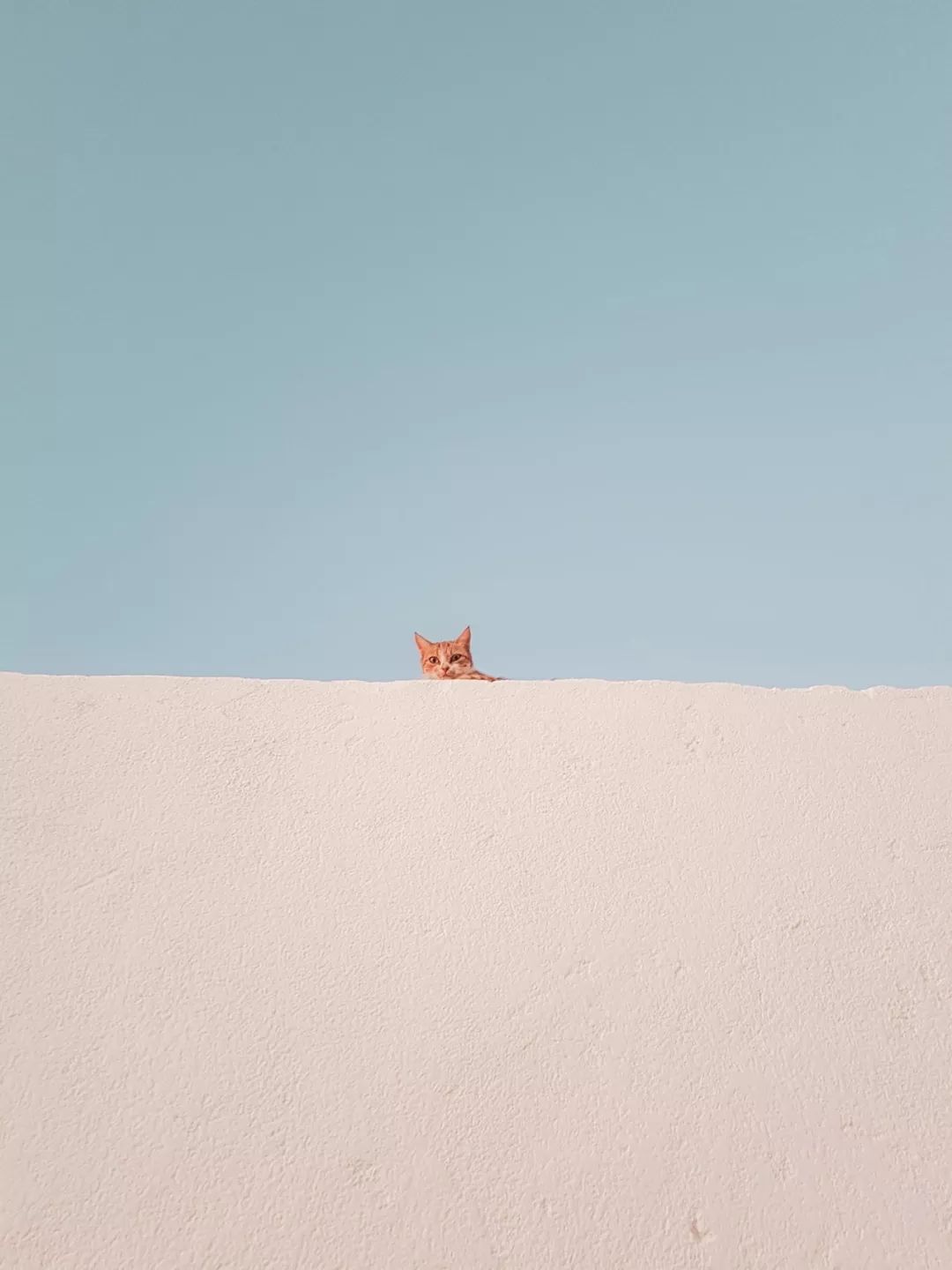 女人与猫,女人与猫的共同之处