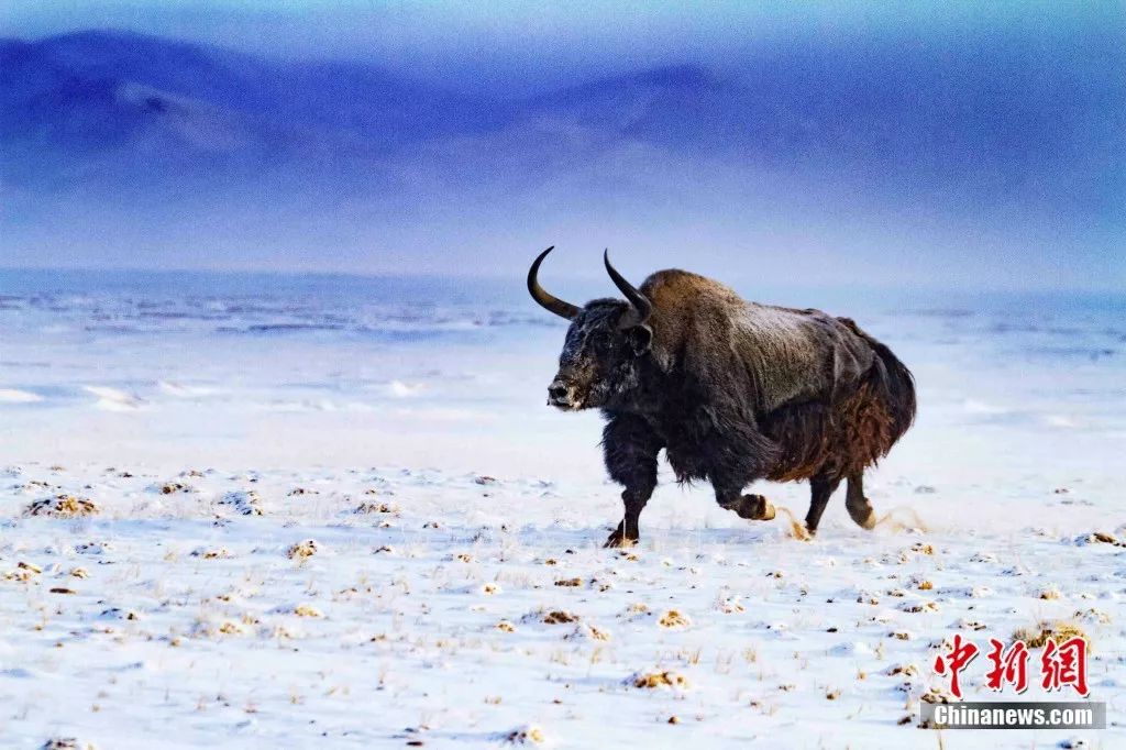 青海属不属于高原,青海有多不起眼