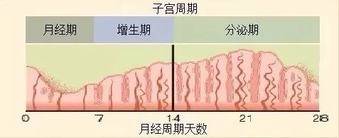 子宫内膜为什么不完全覆盖基底层,子宫内膜分型标准