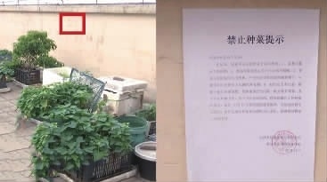 家中每天黑虫出没，原是天台菜园惹祸