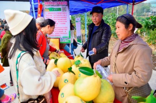 宣恩贡水柚直播间,宣恩贡水白柚节图片