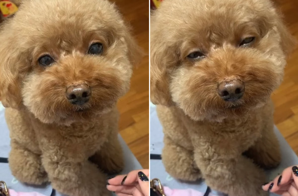 璐靛鍔╃湢,璐靛鍔╃湢瑙嗛