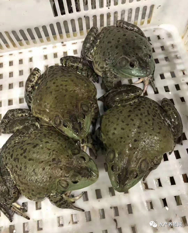 养牛蛙亏了怎么翻身,这两年养牛蛙赚钱不