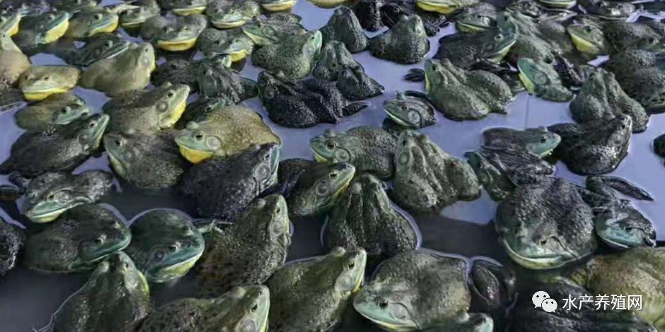 养牛蛙亏了怎么翻身,这两年养牛蛙赚钱不