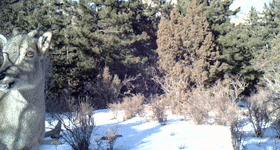 艺高胆大的动物是什么,艺高胆大什么生肖动物