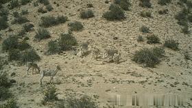 艺高胆大的动物是什么,艺高胆大什么生肖动物