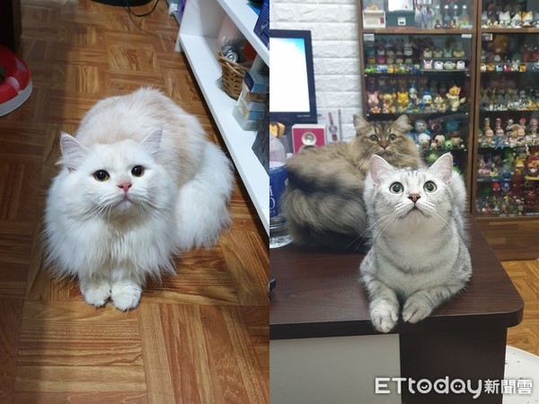 5条海参陷毒窟！握住糖果袋鼠跳