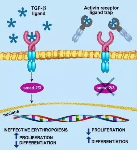 治疗地中海贫血的新上市的药物,地中海贫血有新药临床试验吗