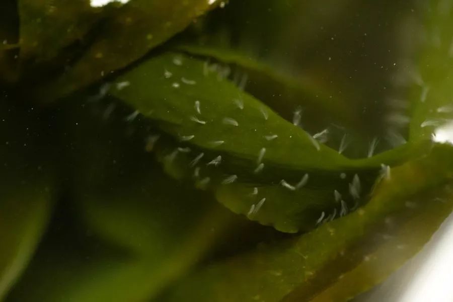 淘宝上涮火锅食材哪家好,淘宝上好吃不贵的自热火锅