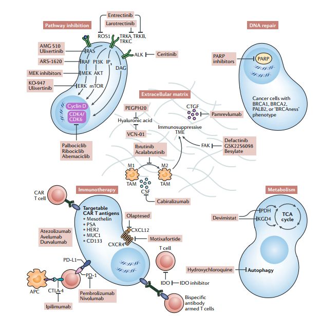 一文盘点：胰腺癌的靶向治疗和免疫治疗研究进展