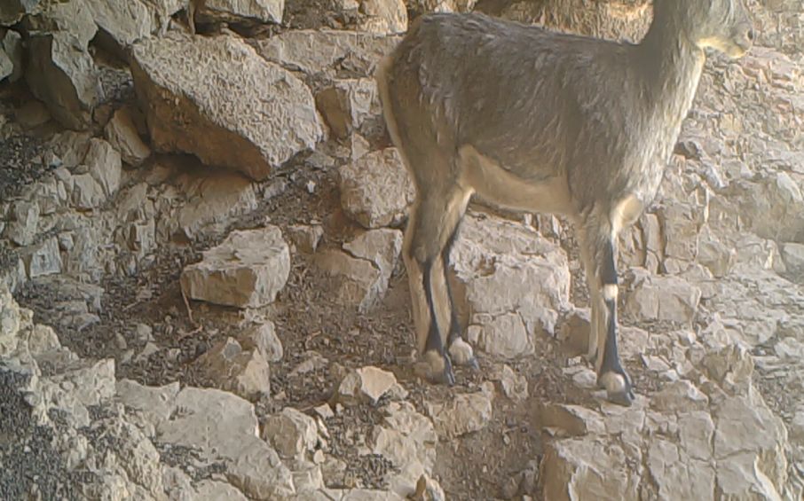艺高胆大的动物是什么,艺高胆大什么生肖动物