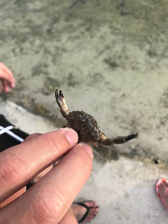 仙本那白珍珠度假村攻略,仙本那度假村深度体验