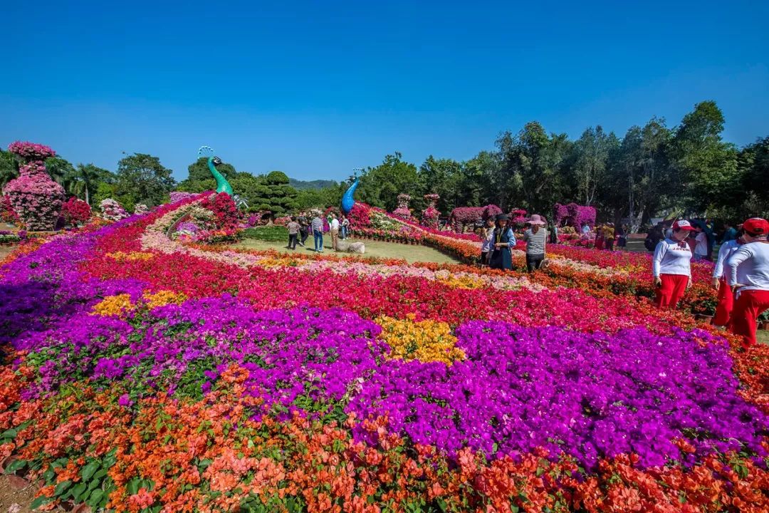 三角梅漳州培育基地,福建漳州三角梅产业