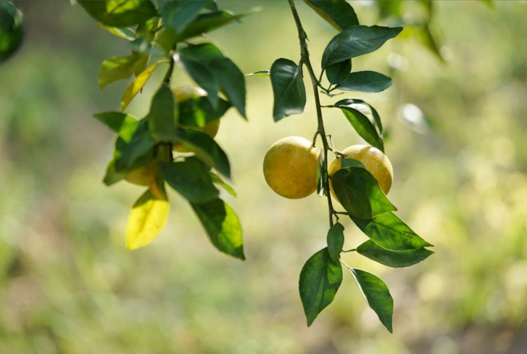 认识下广东人从小吃到大的宝藏水果，像冬季里清甜的山泉