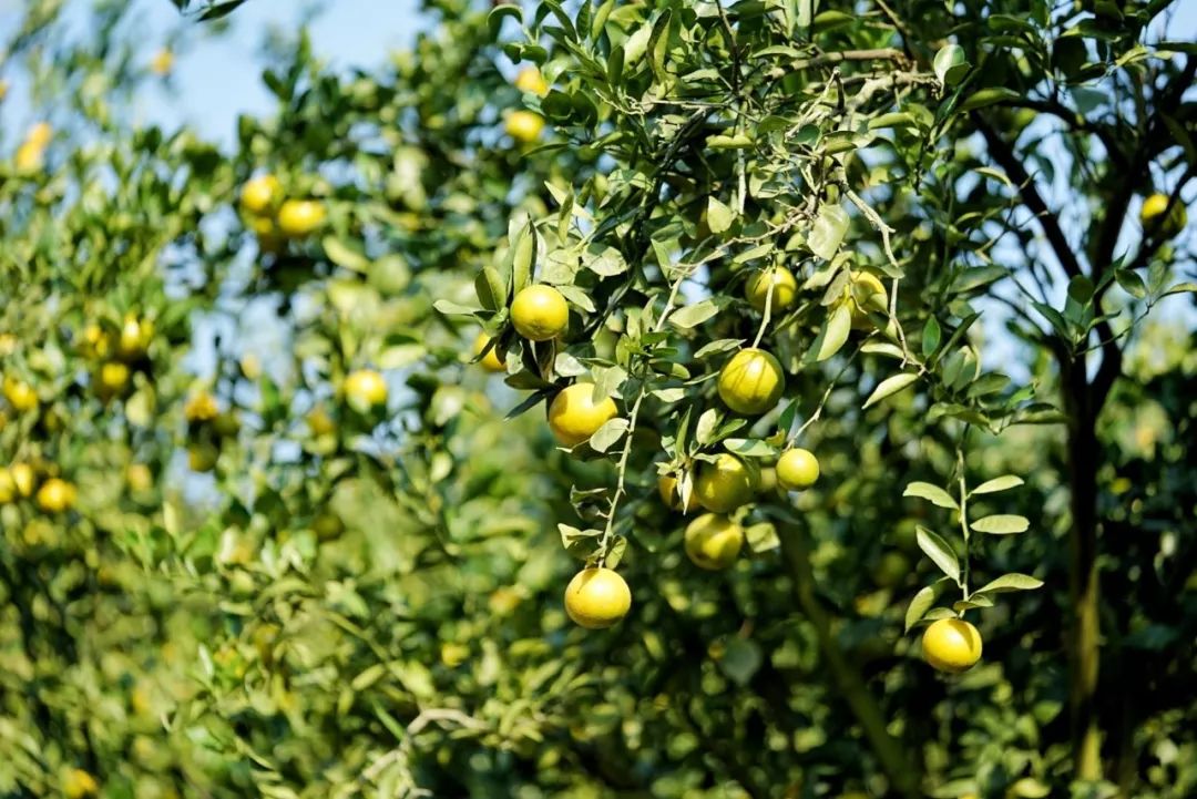 认识下广东人从小吃到大的宝藏水果，像冬季里清甜的山泉
