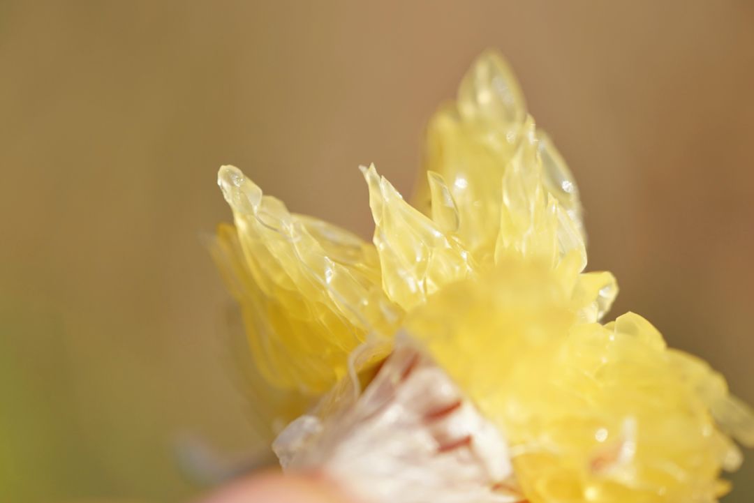 认识下广东人从小吃到大的宝藏水果，像冬季里清甜的山泉