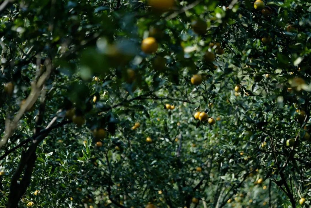 认识下广东人从小吃到大的宝藏水果，像冬季里清甜的山泉
