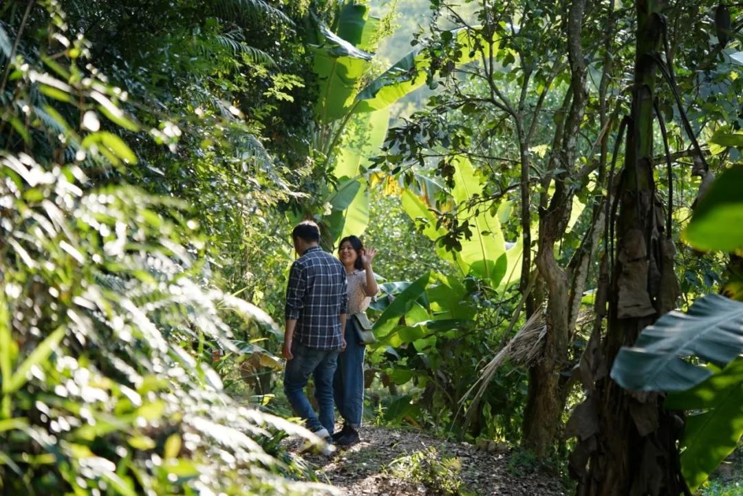 认识下广东人从小吃到大的宝藏水果，像冬季里清甜的山泉
