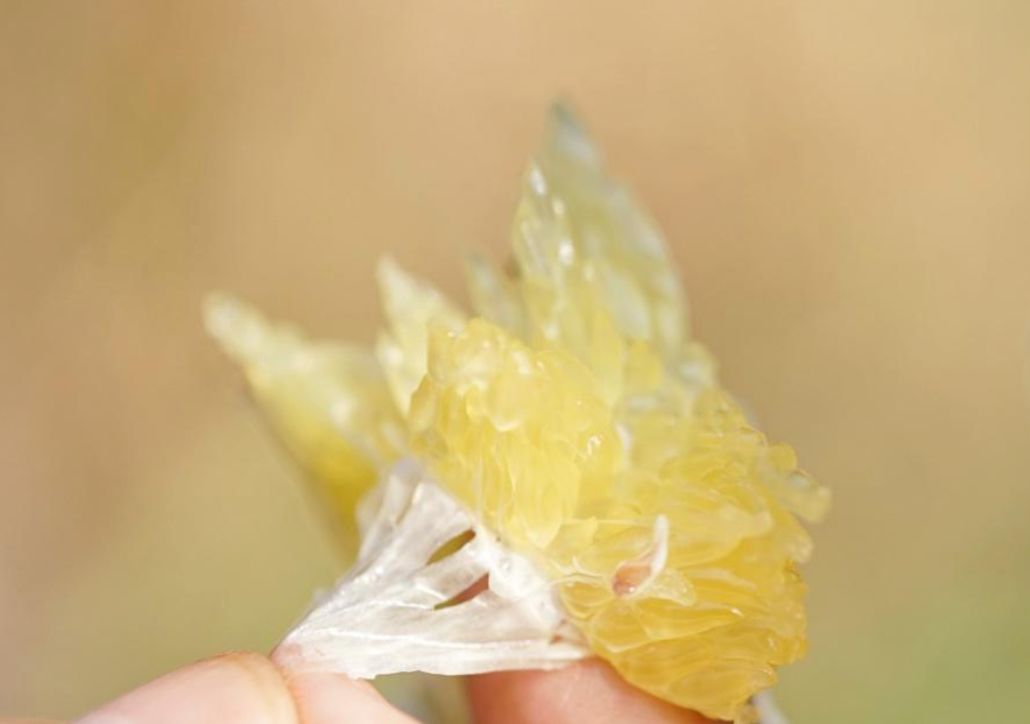 认识下广东人从小吃到大的宝藏水果，像冬季里清甜的山泉