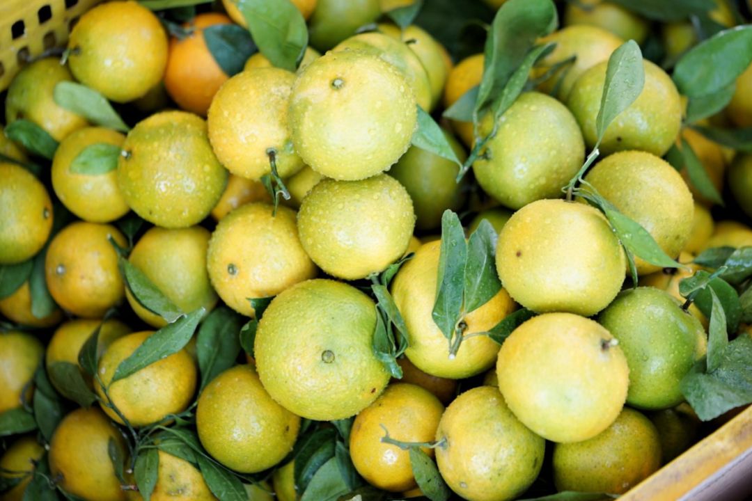 认识下广东人从小吃到大的宝藏水果，像冬季里清甜的山泉